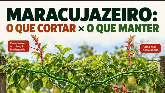 Animação comparando galhos para cortar e manter